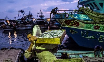 TIKA, egypt fisheries development
