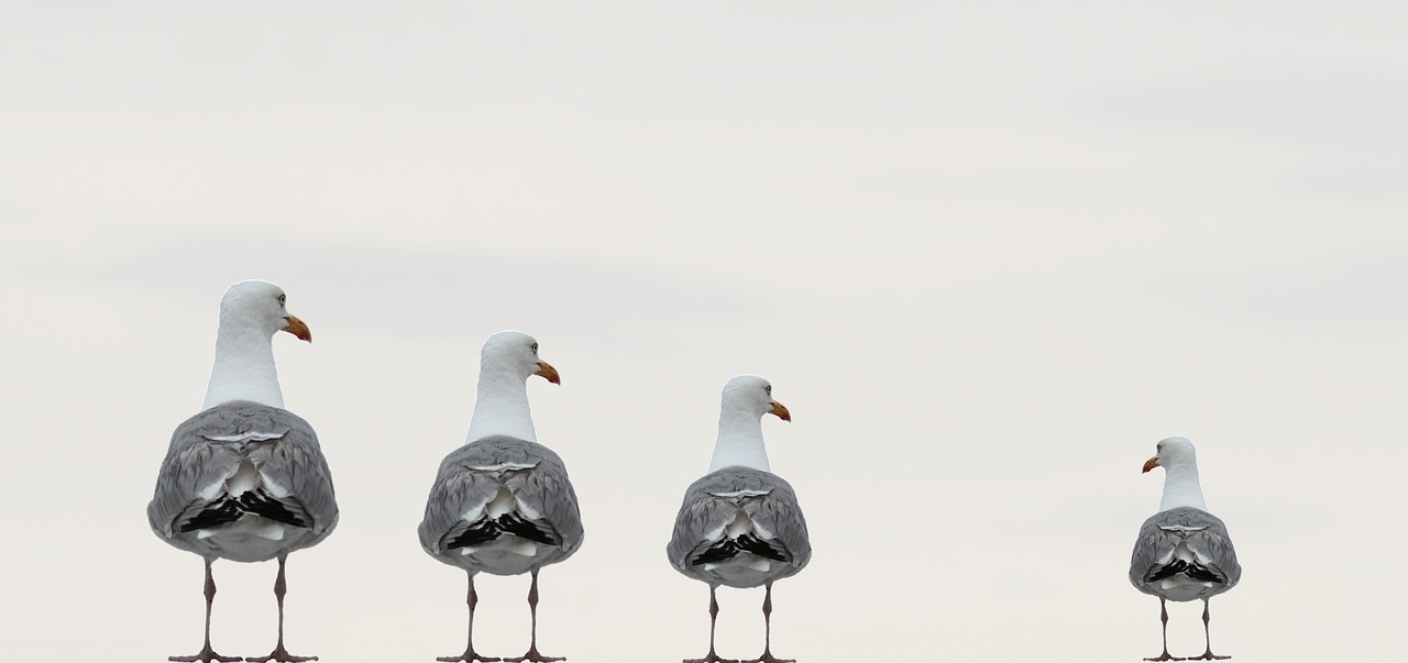 seagulls