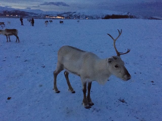 reindeer-one-antler