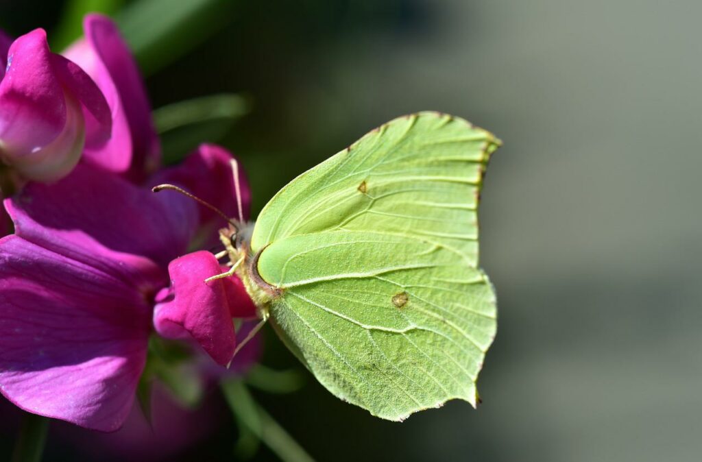 butterfly,green-yellow