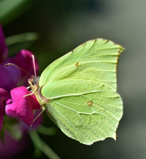 butterfly,green-yellow