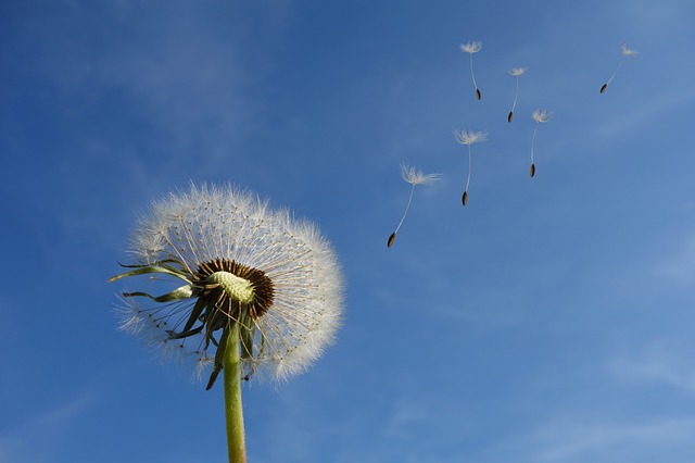 blowingflower-ripples-spreading-connections-contact