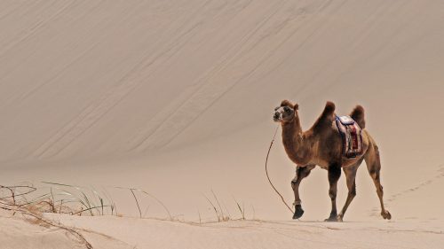 woestijn-vrijheid-kameel