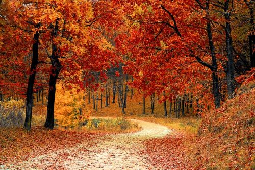 herfstwandeling-bladeren-herfst