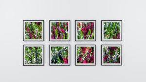 eight-photo-frame-of-flowers