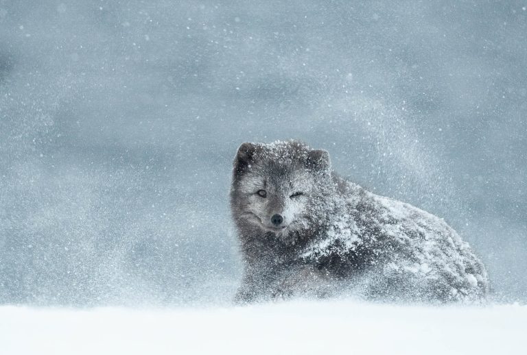 Richard Kay, Blue Morph Arctic Fox in a Blizzard
