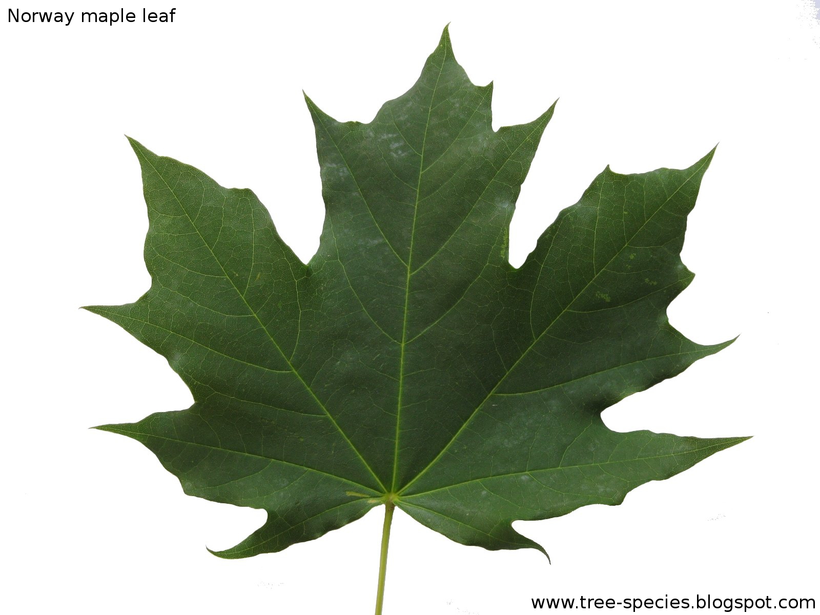 Acer platanoides Norway maple leaf