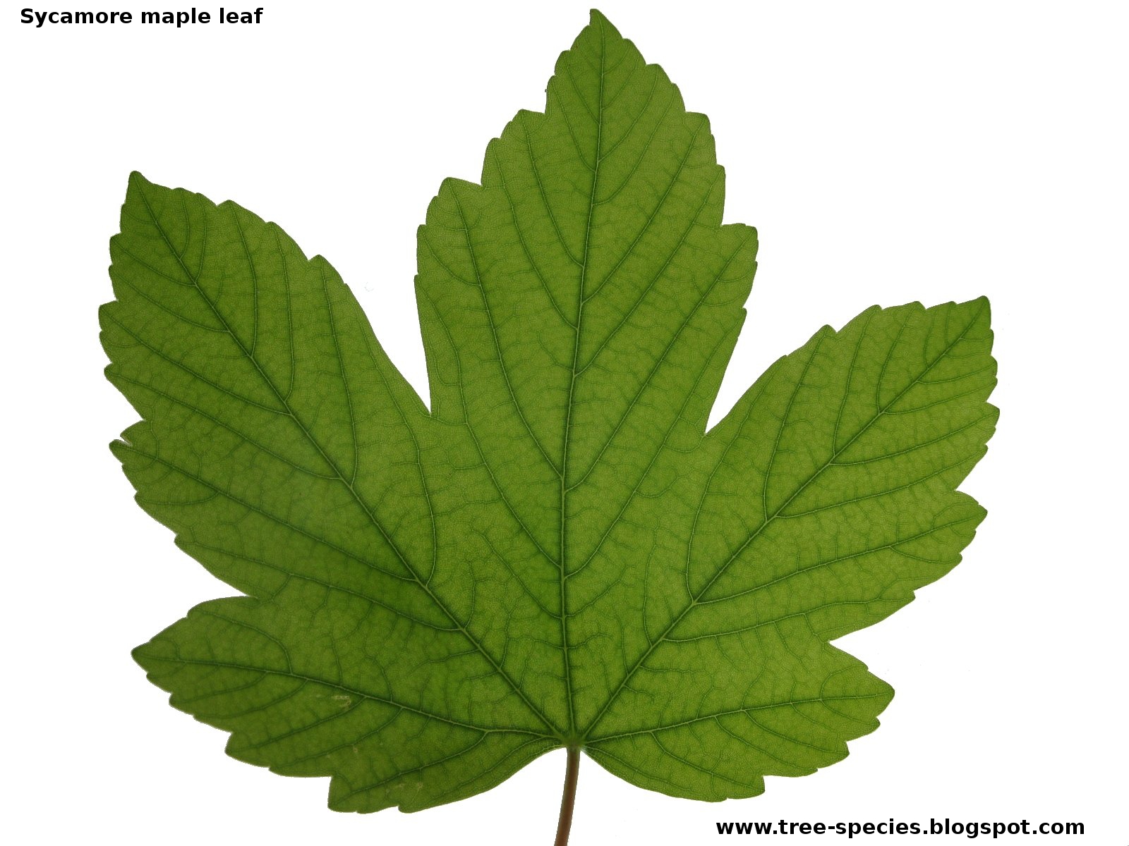 Acer pseudoplatanus L Sycamore maple leaf