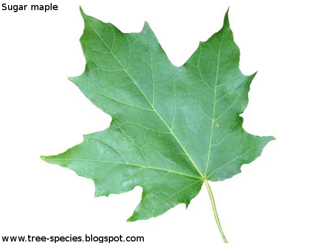 Acer saccharum Sugar maple leaf