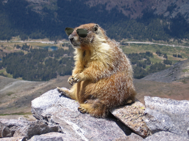 Marmot-edit1-cool