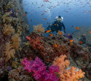 CORAL THAILANDIA