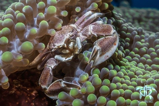 DESTINO INDONESIA BUNAKEN-BANGKA-LEMBEH