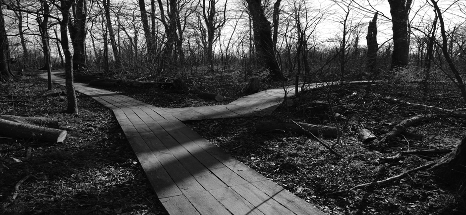 Forest Boardwalk