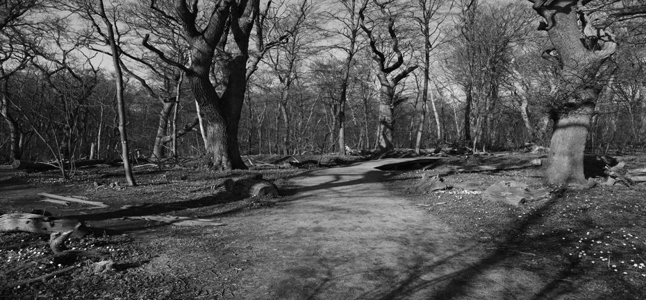 Road in a forest