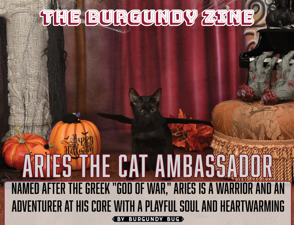 Aries the Cat Ambassador A Playful Warrior with a Heartwarming Story