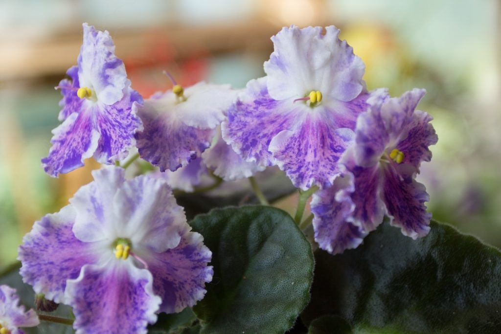 African Violets\ A Horticulturist&\8217;s Mutant Paradise The