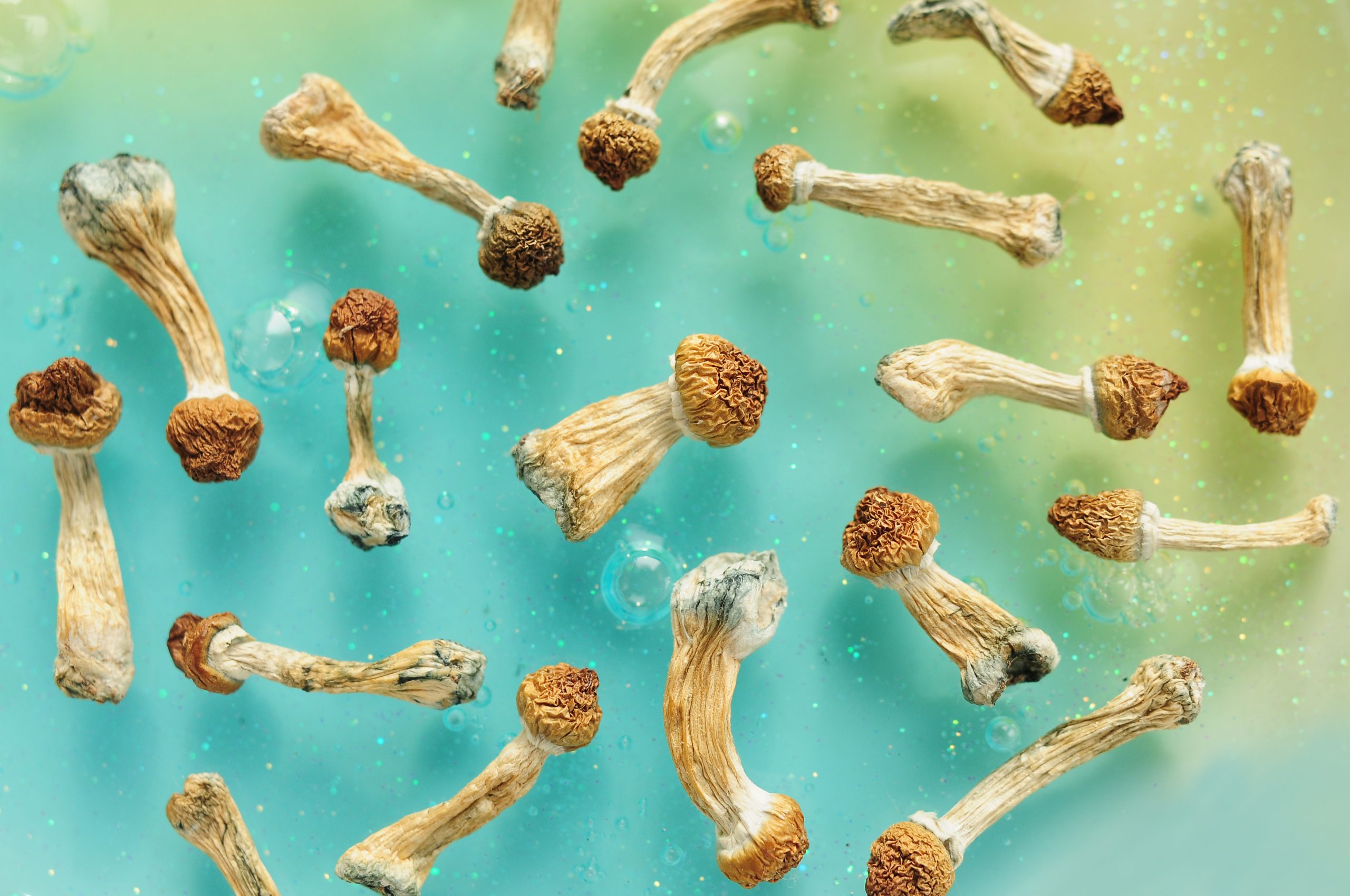How Entheogenic Plants & Fungi Affect Memory The How Entheogenic Plants & Fungi Affect Memory The