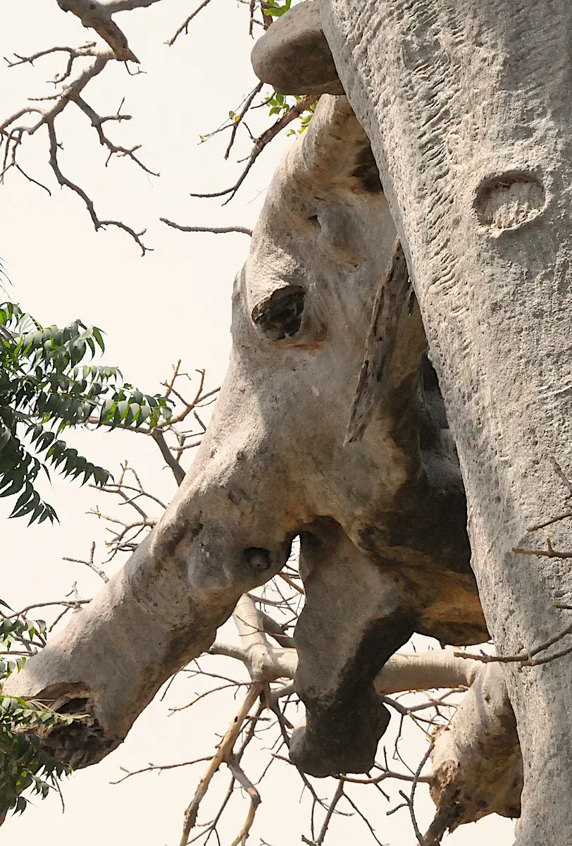 Excursions and tours Gambia