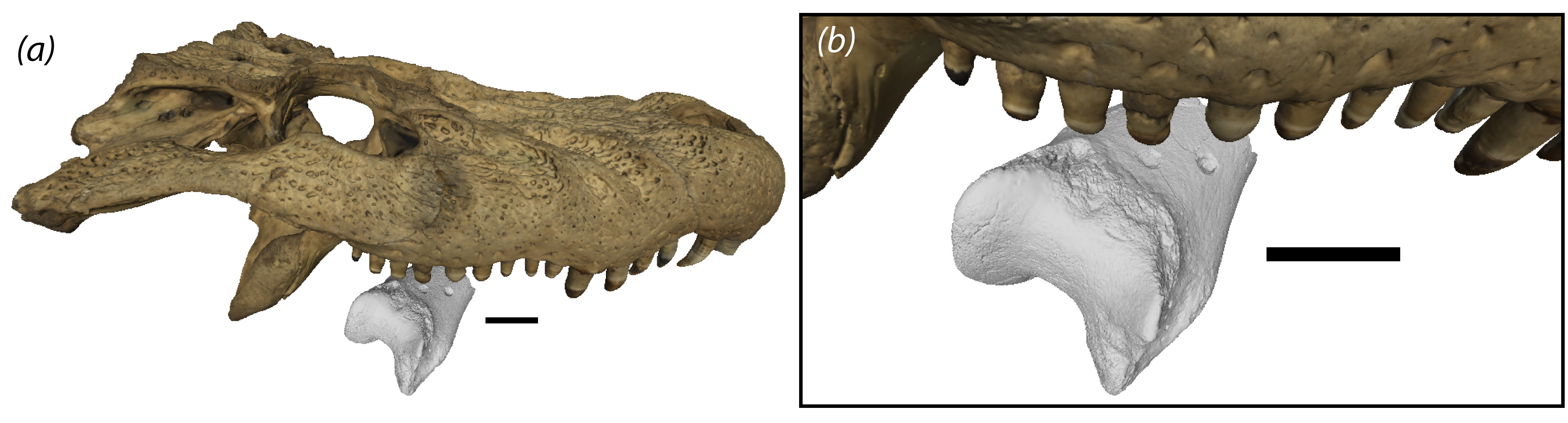 Scientists scanned teeth marks in the leg bone and compared it with teeth of crocodile-like predators