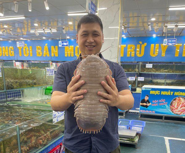 A new species of giant sea bugs has been named after Star Wars??? terrifying villain Darth Vader. Giant isopods of the genus Bathynomus, which can reach more than 30 cm in length, are known as b??? bi???n or ???sea bugs??? in Vietnam. For the first time, one such species was described from Vietnamese waters and named Bathynomus vaderi. The name ???vaderi??? is inspired by the appearance of its head, which closely resembles the distinctive and iconic helmet of Darth Vader, the most famous Sith Lord of Star Wars. Bathynomus vaderi belongs to a group known as ???supergiants,??? reaching lengths of 32.5 cm and weighing over a kilogram. So far, this new species has only been found near the Spratly Islands in Vietnam, but further research will probably confirm its presence in other parts of the South China Sea. Giant isopods like Bathynomus vaderi have become an expensive delicacy in Vietnam. Until 2017, local fishermen only sold them as a bycatch product for low prices, but in recent years the media has drawn public attention to this unusual seafood. Some go as far as claiming it???s more delicious than lobster, the ???king of seafood???. These animals have been commercially fished by trawlers operating in various deep-water parts of Bi???n ????ng ( East Sea, Vietnamese part of the South China Sea) and offshore of provinces in south-central coastal of Vietnam. Over the last five years, it has become common to see them sold alive in some seafood markets in Hanoi, H??? Ch?? Minh City, and ???? N???ng City. Some outlets and restaurants even advertise the sale of these ???sea bugs??? online on various social media platforms, including how best to cook them! In March 2022, staff from Hanoi University purchased four giant isopod individuals from Quy Nh??n City and sent two of them to Peter Ng from the Lee Kong Chian Natural History Museum in the National University of Singapore for identification. Peter Ng has a very active crustacean laboratory in Singapore and has worked on the deep-sea fauna from many parts of Asia. He subsequently co-opted Conni M. Sidabalok from the National Research and Innovation Agency Indonesia, who had described Bathynomus from southern Java with him. Together with Nguyen Thanh Son from the Vietnam National University, who is the resident crustacean researcher there, they studied the specimens. In early 2023, they realised they had specimens of a so far undescribed species. Now, they have published their findings in the open-access journal ZooKeys. The discovery of a species as strange as Bathynomus vaderi in Vietnam highlights just how poorly we understand the deep-sea environment. That a species as large as this could have stayed hidden for so long reminds us just how much work we still need to do to find out what lives in Southeast Asian waters. There is an urgent need to better understand our deep-sea biodiversity as humans increasingly endeavour to exploit this habitat for fisheries, oil and gas, and even minerals. The sustainable fishery of giant isopods just adds to the many challenges we face. And the first step is to know what lives there. Where: Vietnam When: 12 Jan 2025 Credit: Peter Ng/ZooKeys /Cover Images **All usages and enquiries, please contact info@cover-images.com - +44 (0)20 3397 3000EDITORIAL USE ONLY. MATERIALS ONLY TO BE USED IN CONJUNCTION WITH EDITORIAL STORY. THE USE OF THESE MATERIALS FOR ADVERTISING, MARKETING OR ANY OTHER COMMERCIAL PURPOSE IS STRICTLY PROHIBITED. MATERIAL COPYRIGHT REMAINS WITH STATED SUPPLIER.**