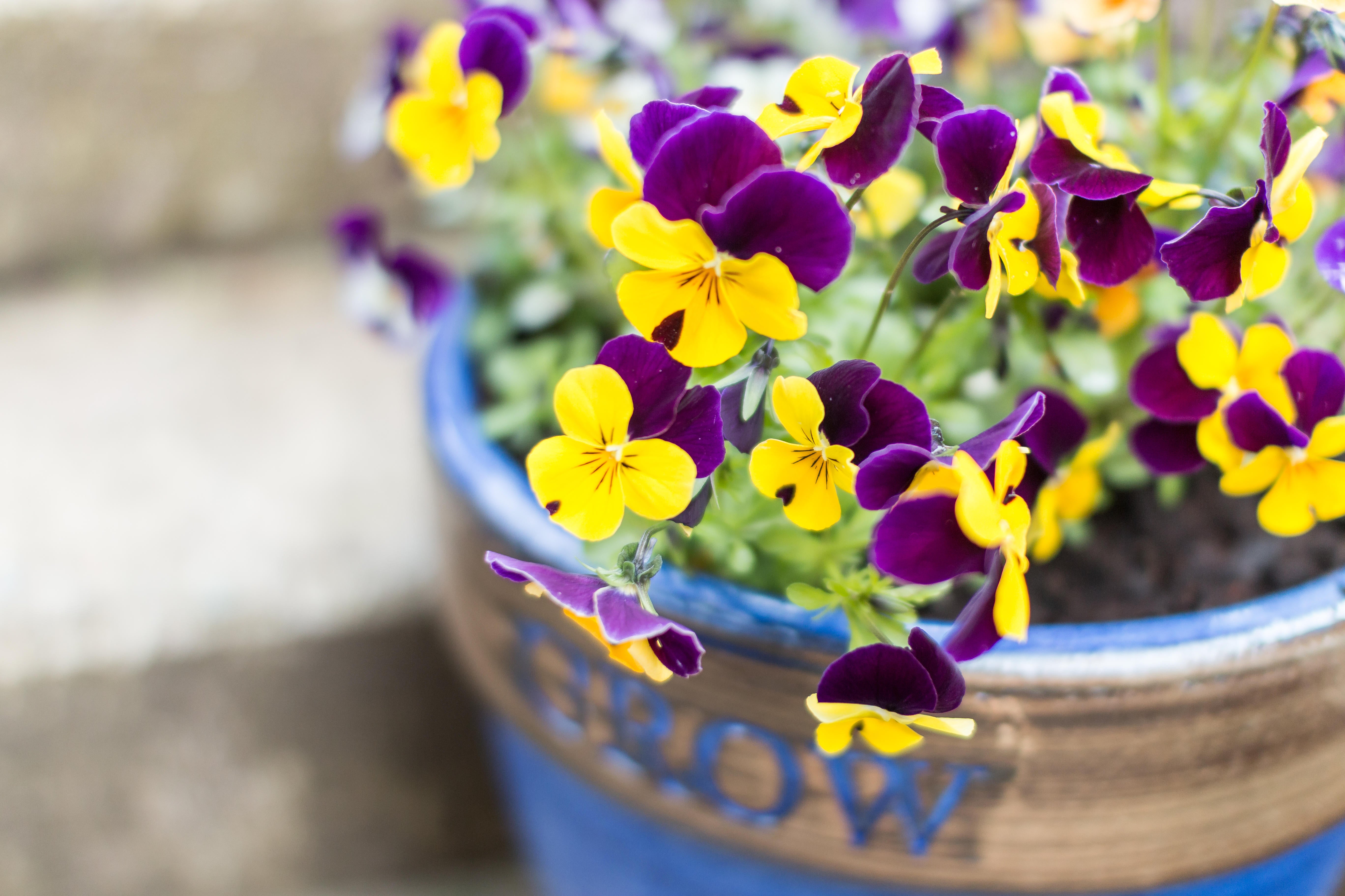 Violas can be planted out once the frosts have passed