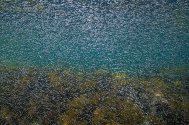 2H31WB3 Krill schooling underwater in the ocean, Eastern Atlantic, Spain, Galicia