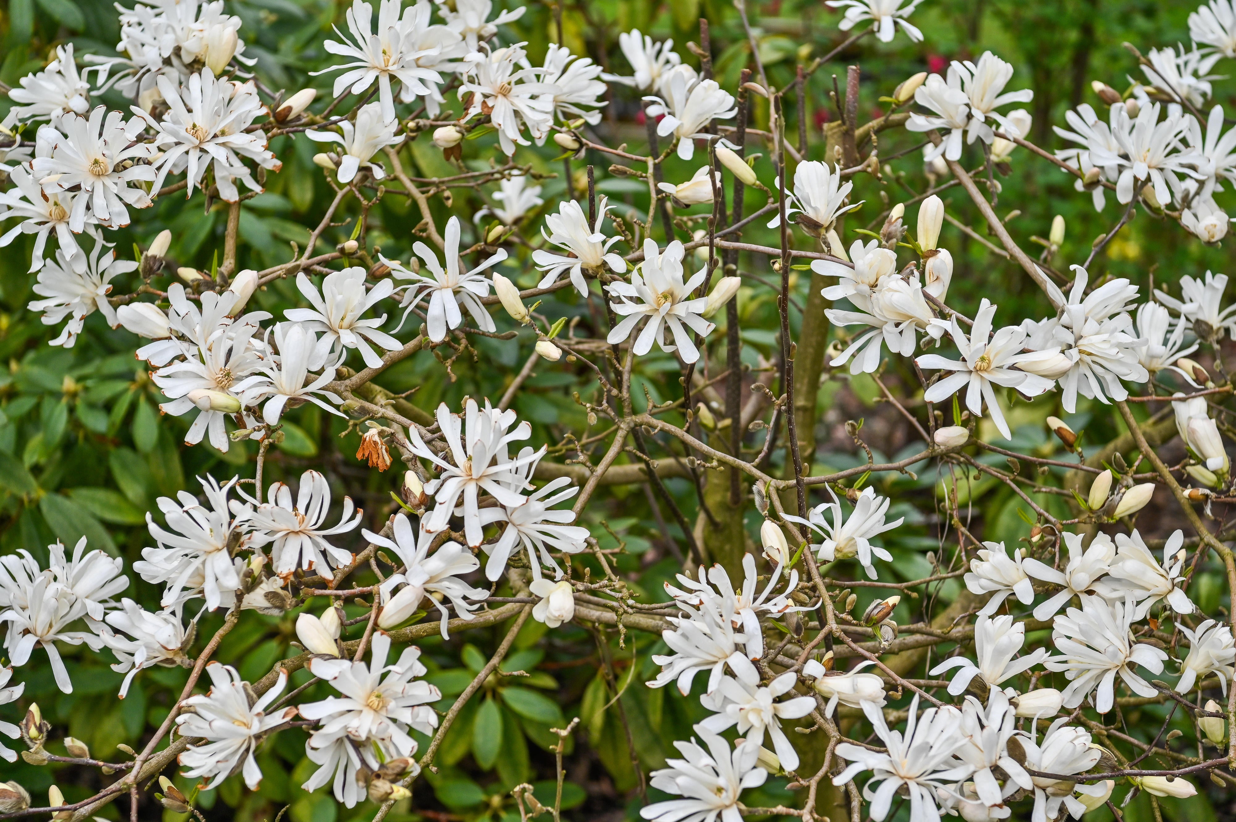 Magnolia stellata