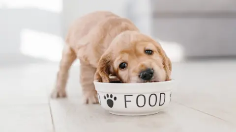 Getty Images Golden Cocker Spaniel puppy dips head in food bowl