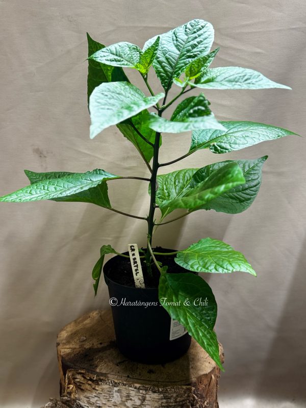 Carolina Reaper  SRTSL