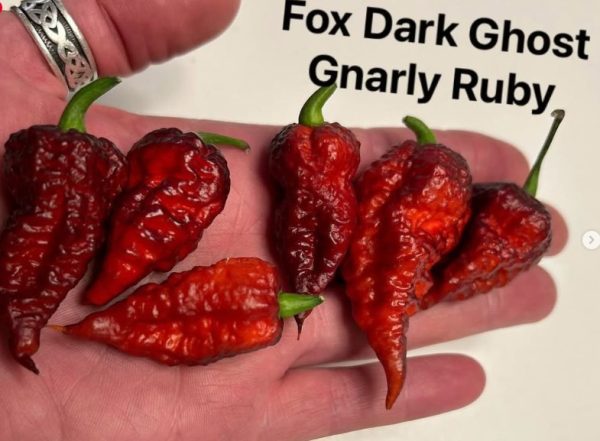 Fox dark Ghost gnarly ruby