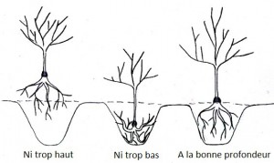 plantation_collet