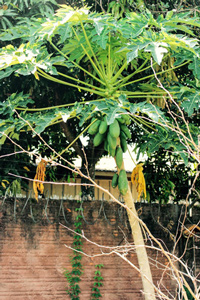 Rastlina papáje