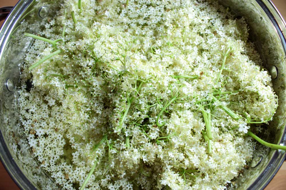 Elderflowers soaked in water