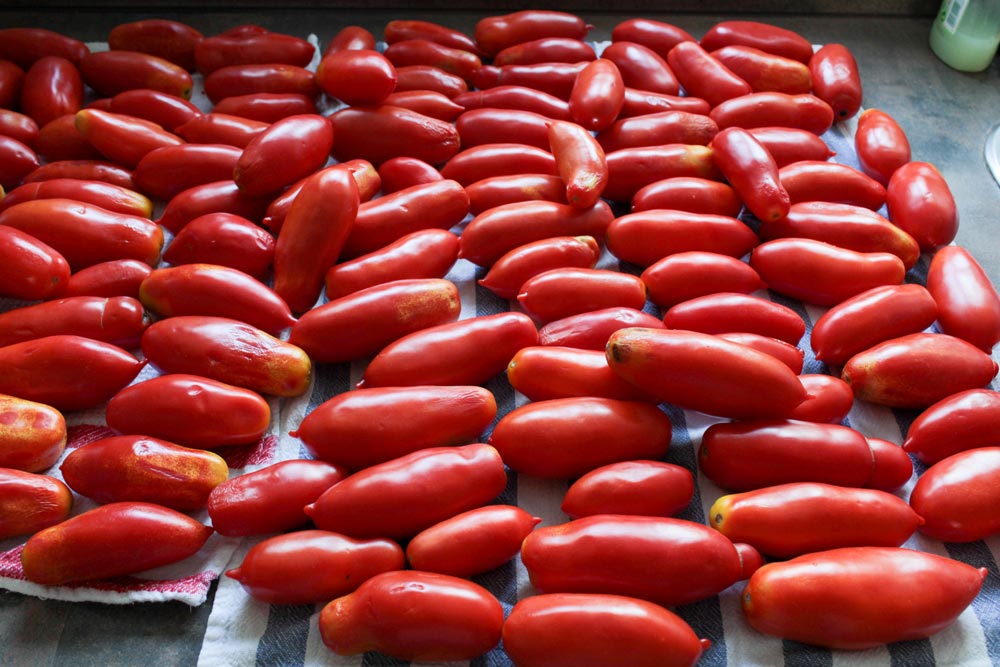Čerstvé umyté paradajky