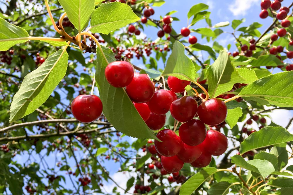 Sour cherry special: how to preserve sour cherries?