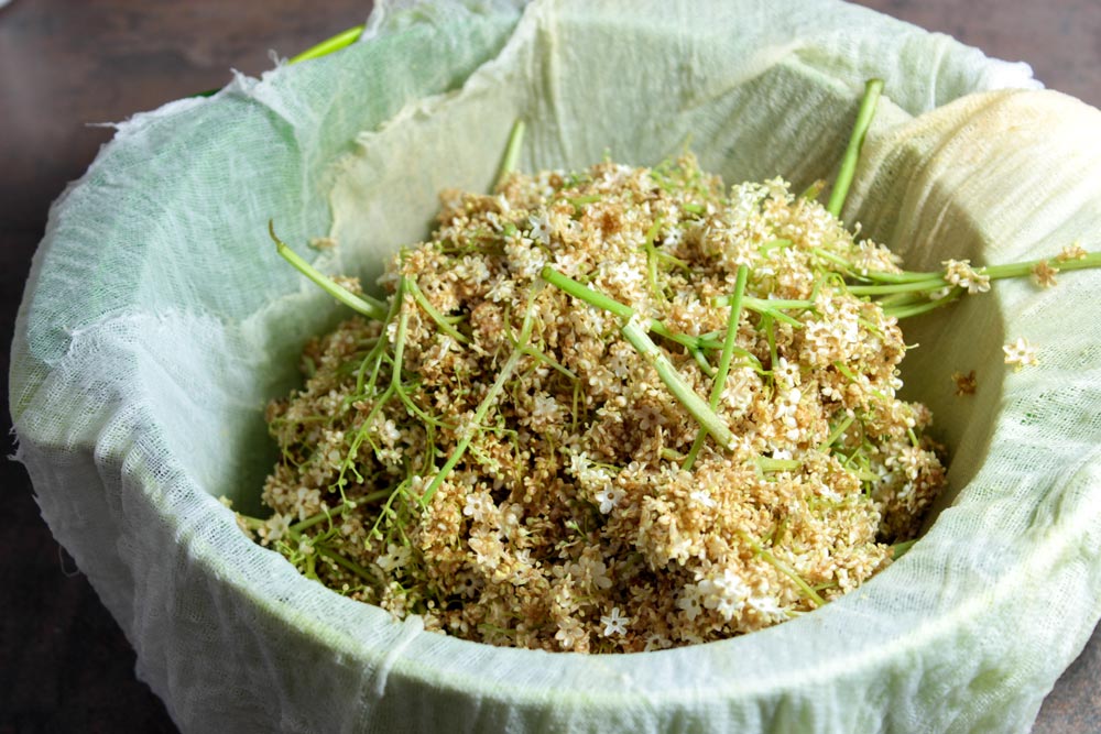 Elderflower in cheesecloth