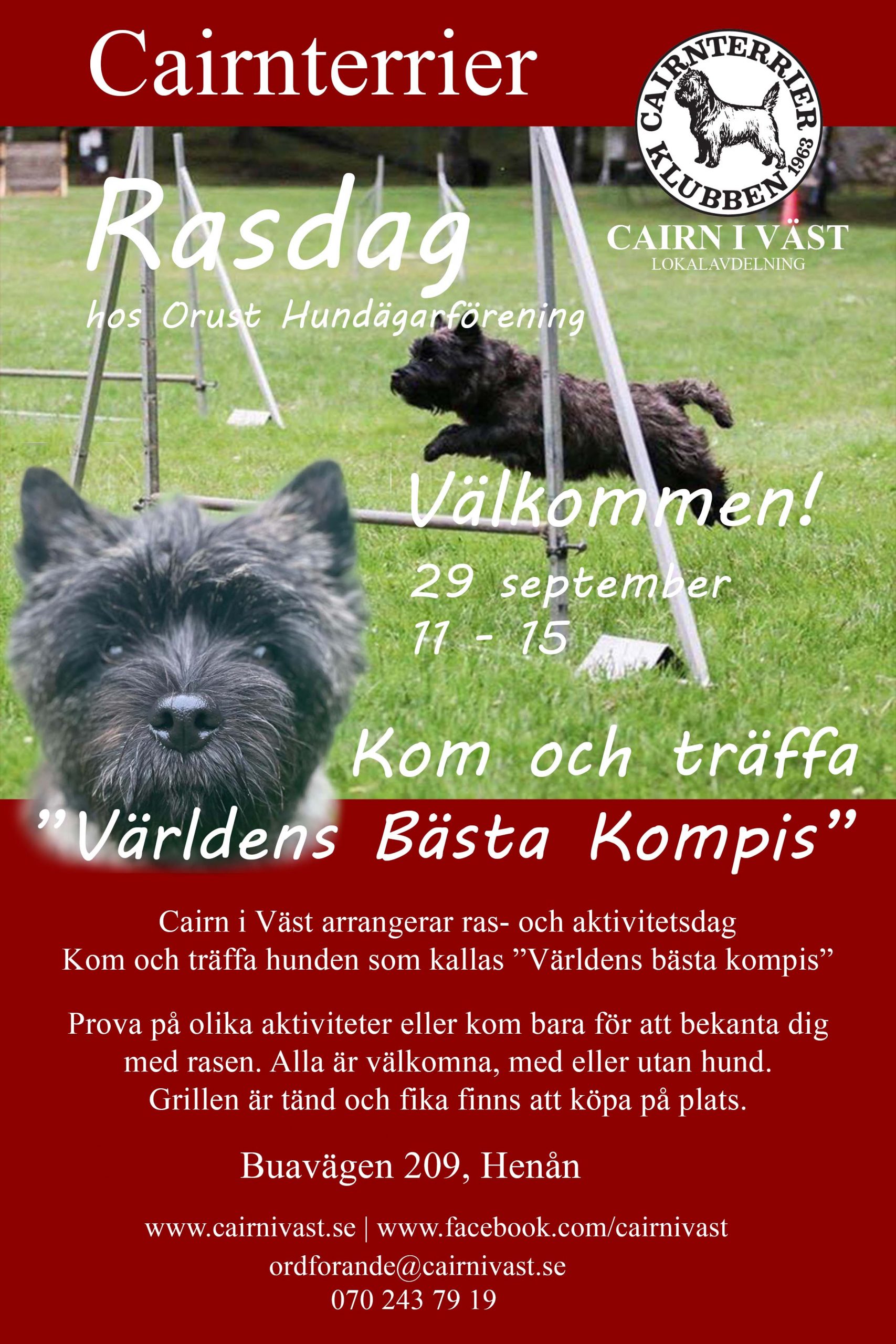 Cairn i Väst, Cairnterrier