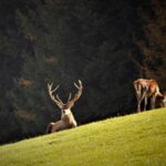 Wandelen omgeving Rochaut