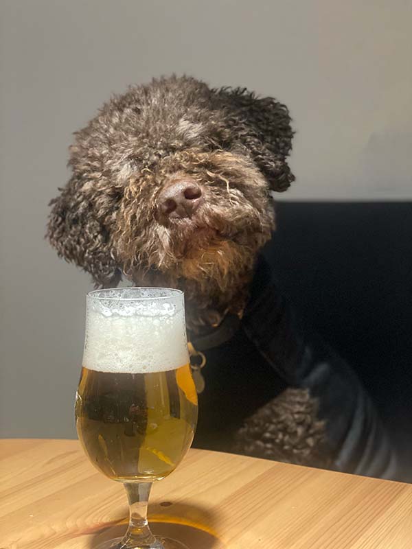 Hunden Malte med en öl på ett bord