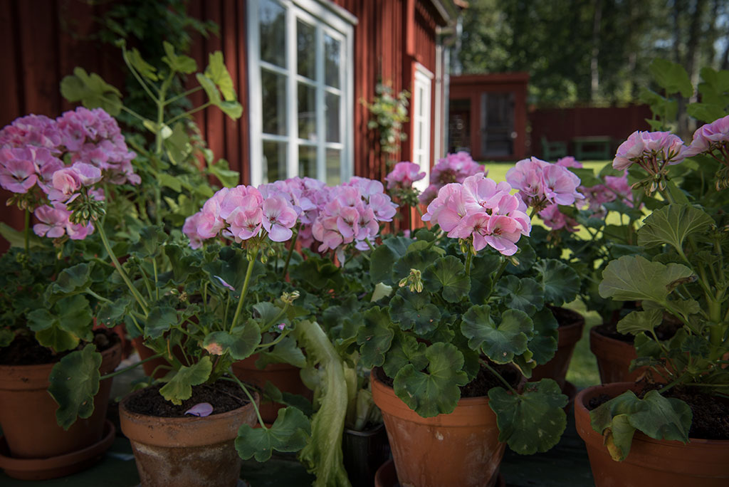 Luftar mina pelargoner