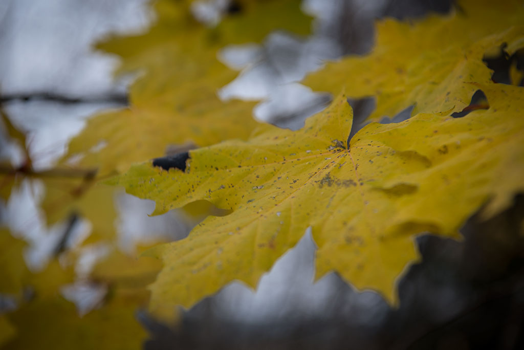 Grey and Yellow