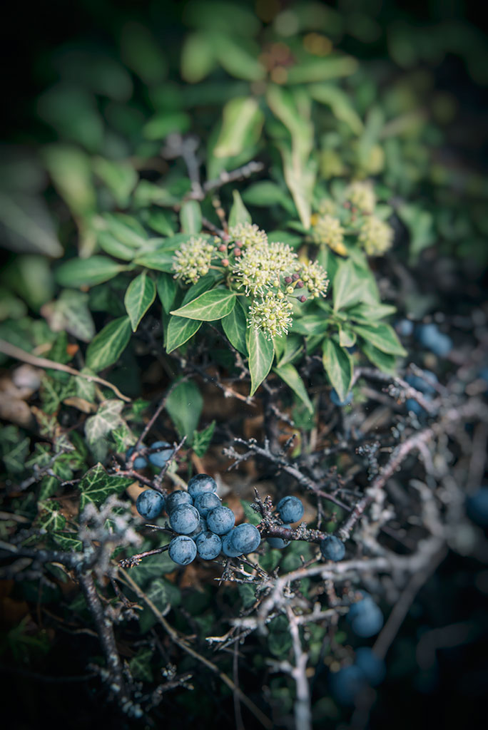 Fall on Gotland - sloes and ivy