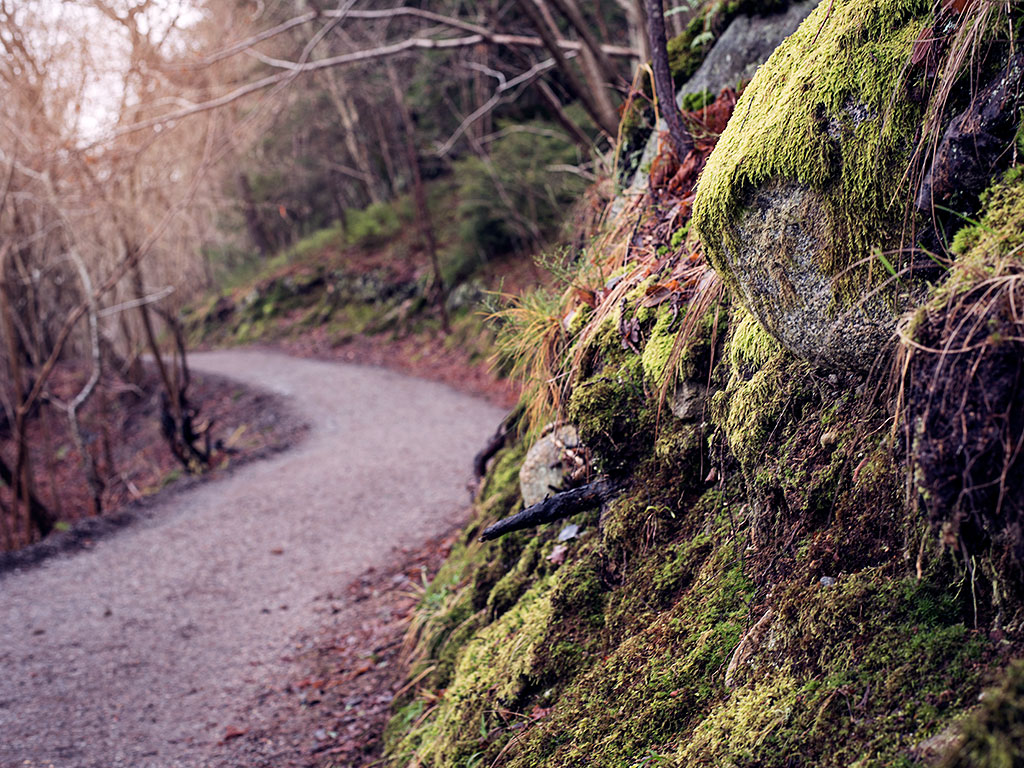 Bäverskogen