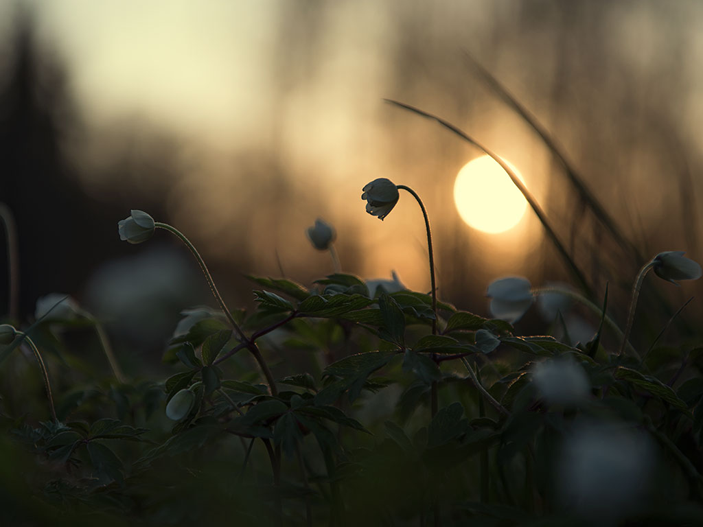 solen på väg ner