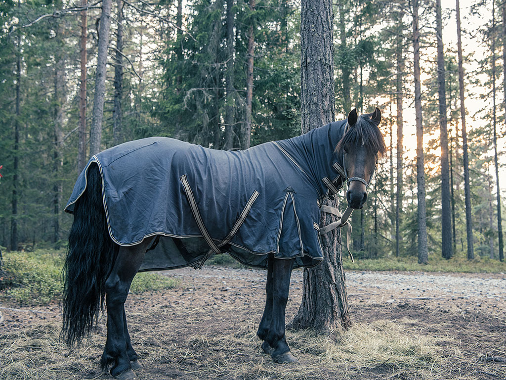 Foresthorse