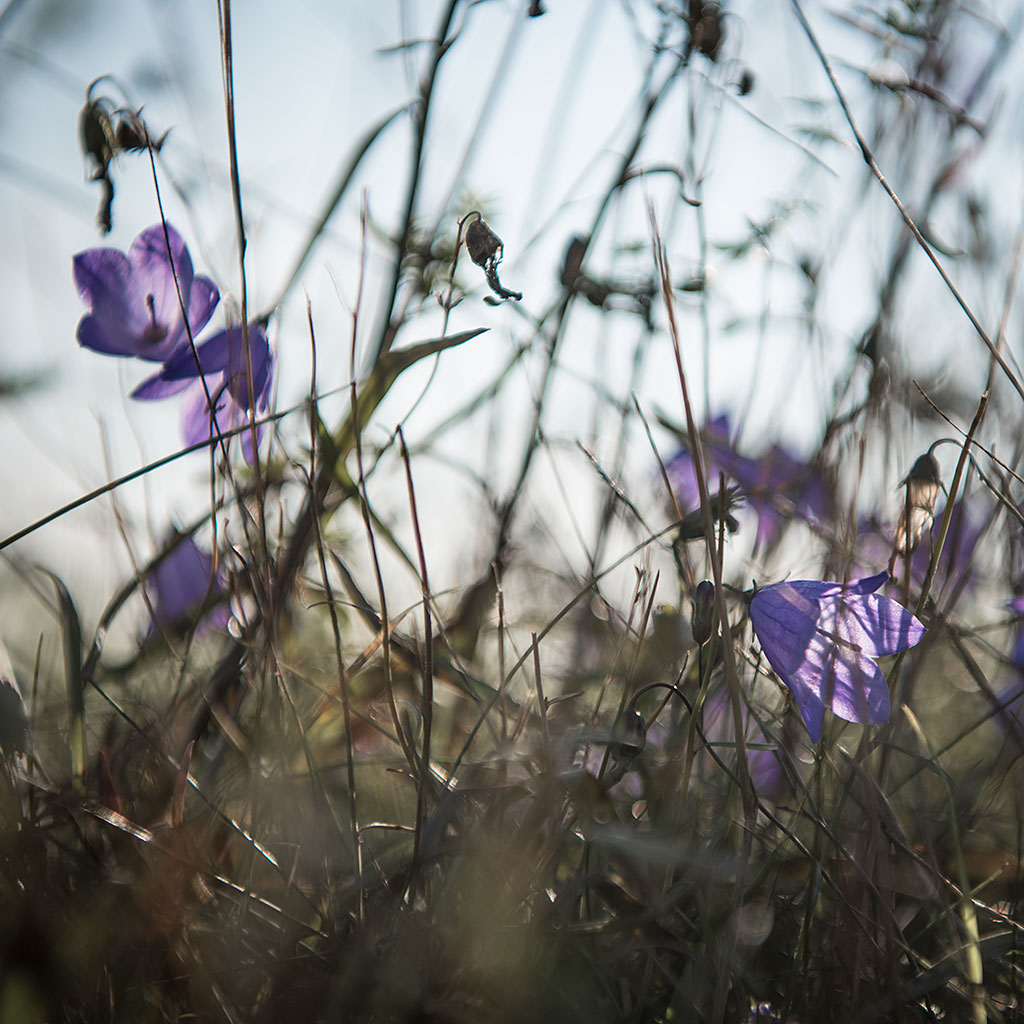 Sen blomning