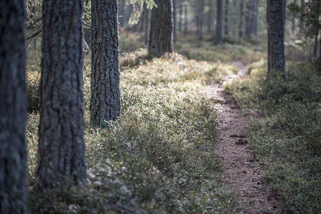 En eftermiddags promenad