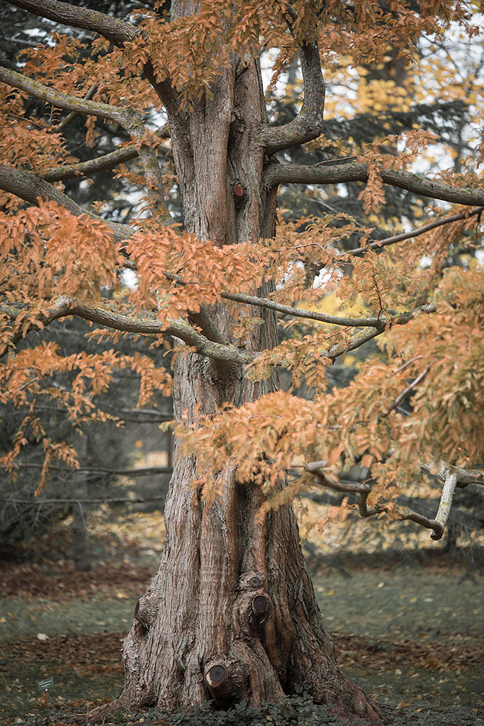 Magi i botaniska trädgården…