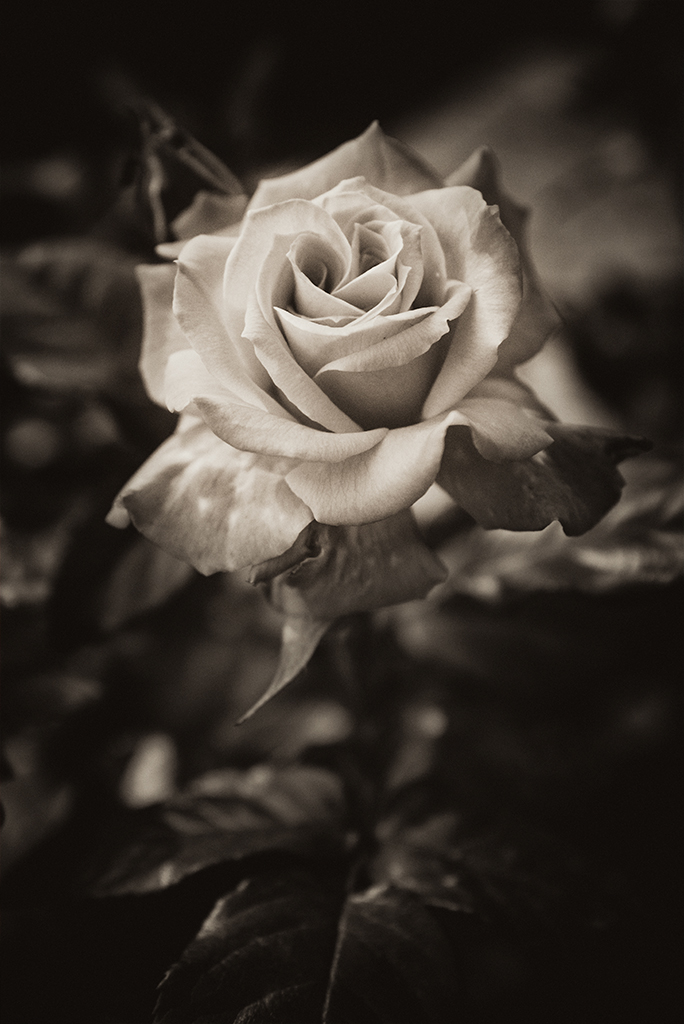 En ros är en ros…