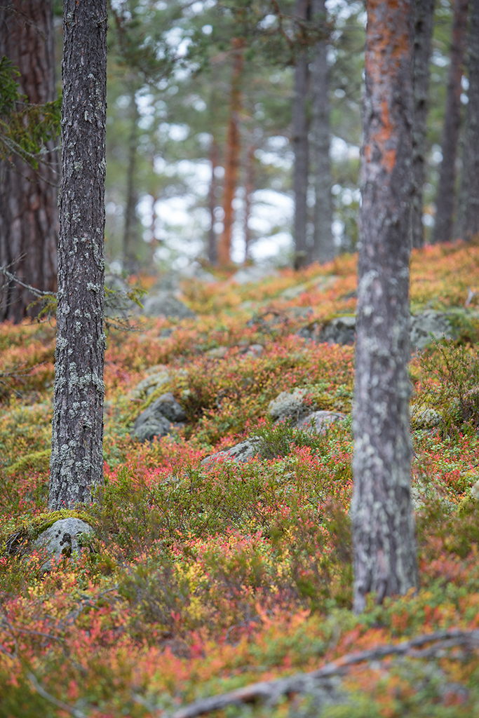 Höstskog